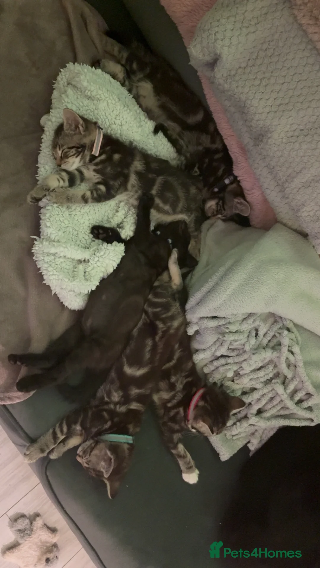 Mixed Breed cats for sale: 5 kittens  - Advert 13