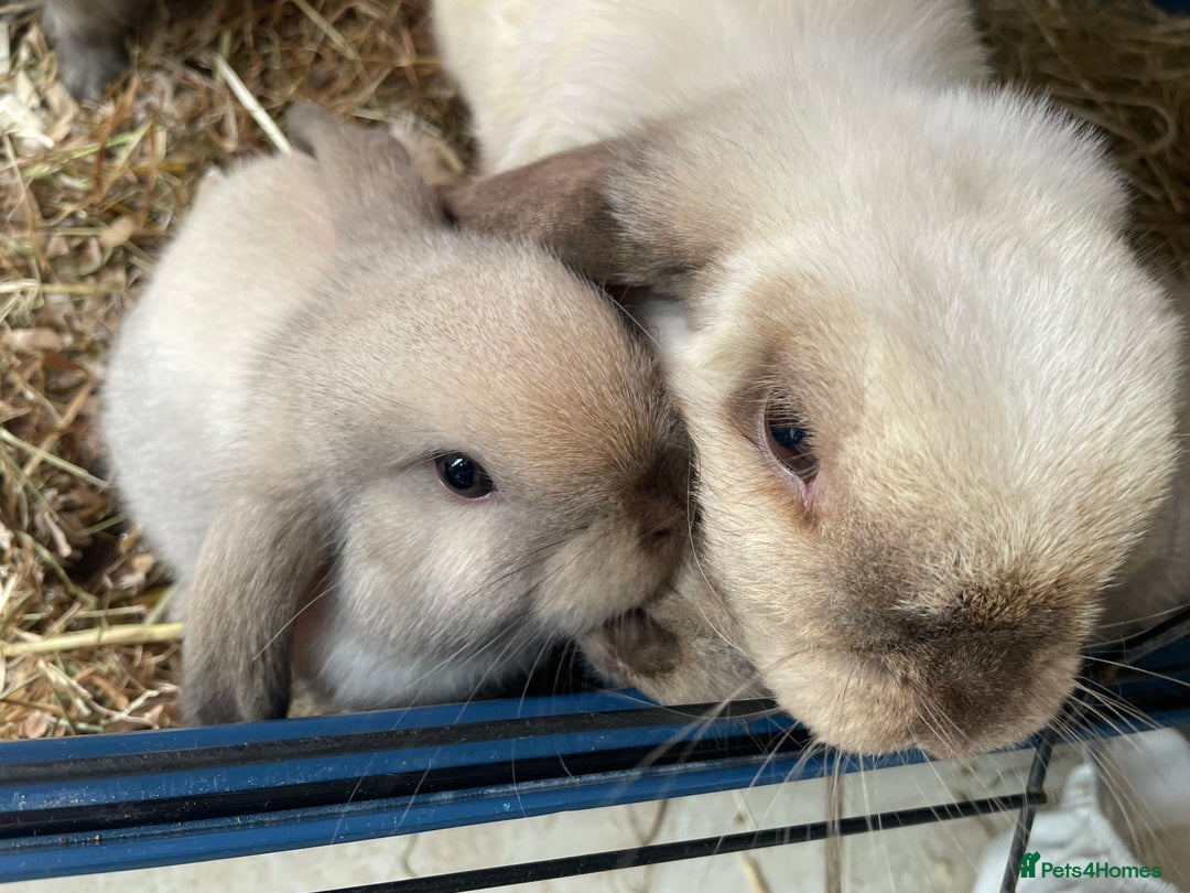 Mini Lop rabbits for sale: Pure bred mini lop rabbits - Image 13