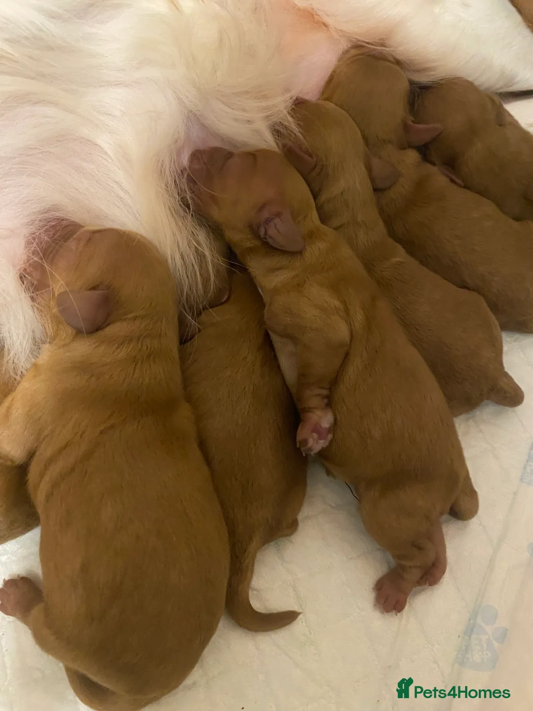 Cavapoo dogs for sale: Toy Cavapoo Health testing parent  - Advert 11