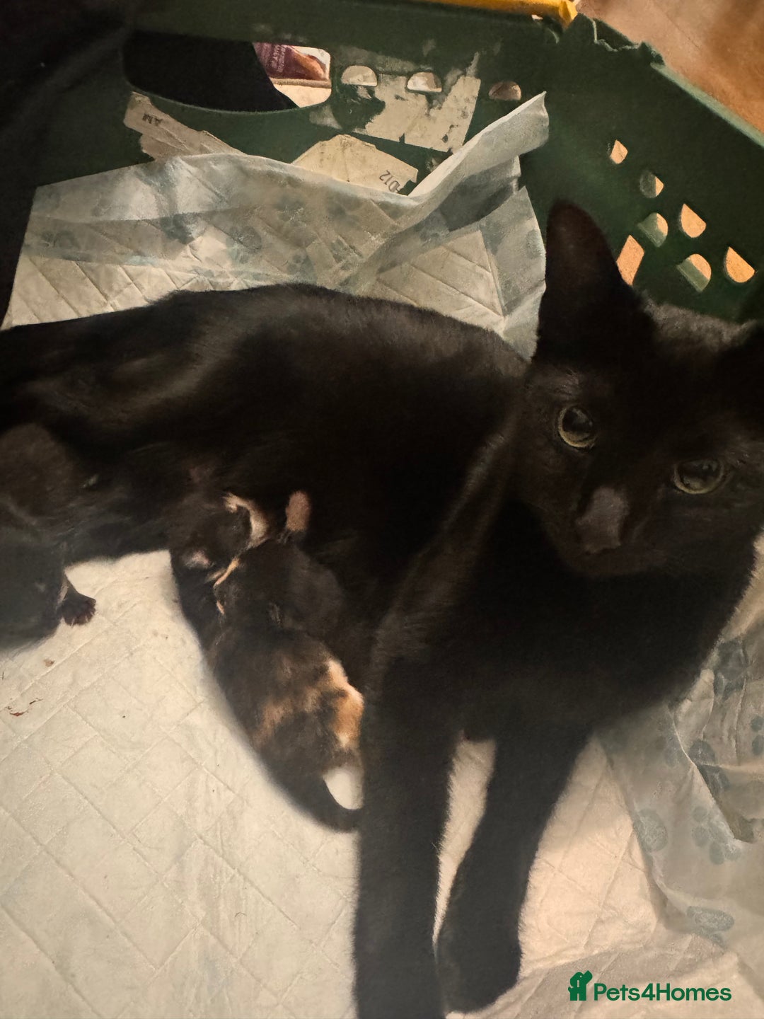 Domestic Shorthair cats for sale: 3 kittens for sale - Advert 2