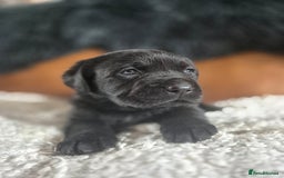 Labrador Retriever dogs for sale: High Quality Black Labrador Puppies - Image 9