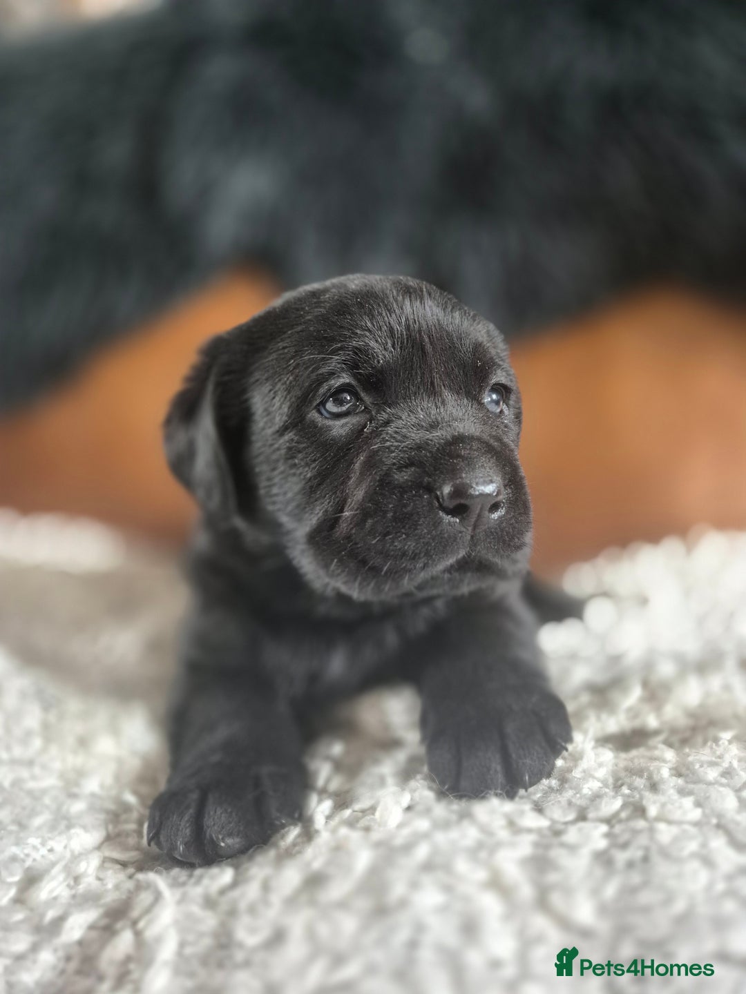 Labrador Retriever dogs for sale: High Quality Black Labrador Puppies - Image 9