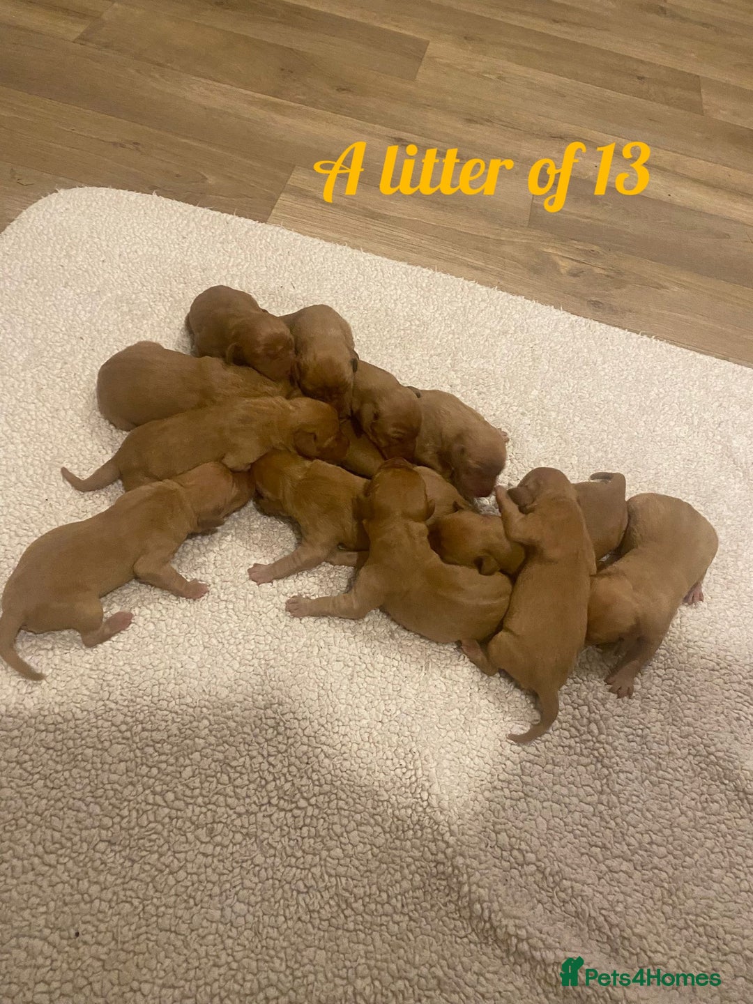 Labrador Retriever dogs for stud:  KC Registered Fox Red Labrador Retriever for stud in Doncaster - Advert 14