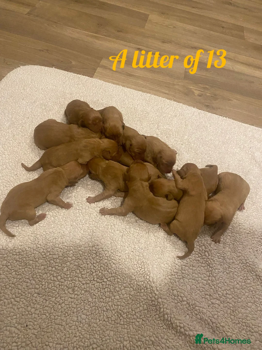 Labrador Retriever dogs for stud:  KC Registered Fox Red Labrador Retriever for stud in Doncaster - Advert 14