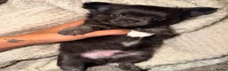 Chihuahua dogs for sale:  2 TINY LONGHAIRED CHIHUAHUA PUPPIES  - Advert 27