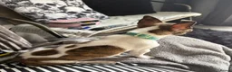 Mixed Breed dogs for sale: Gorgeous male chi x jack russel - Advert 4