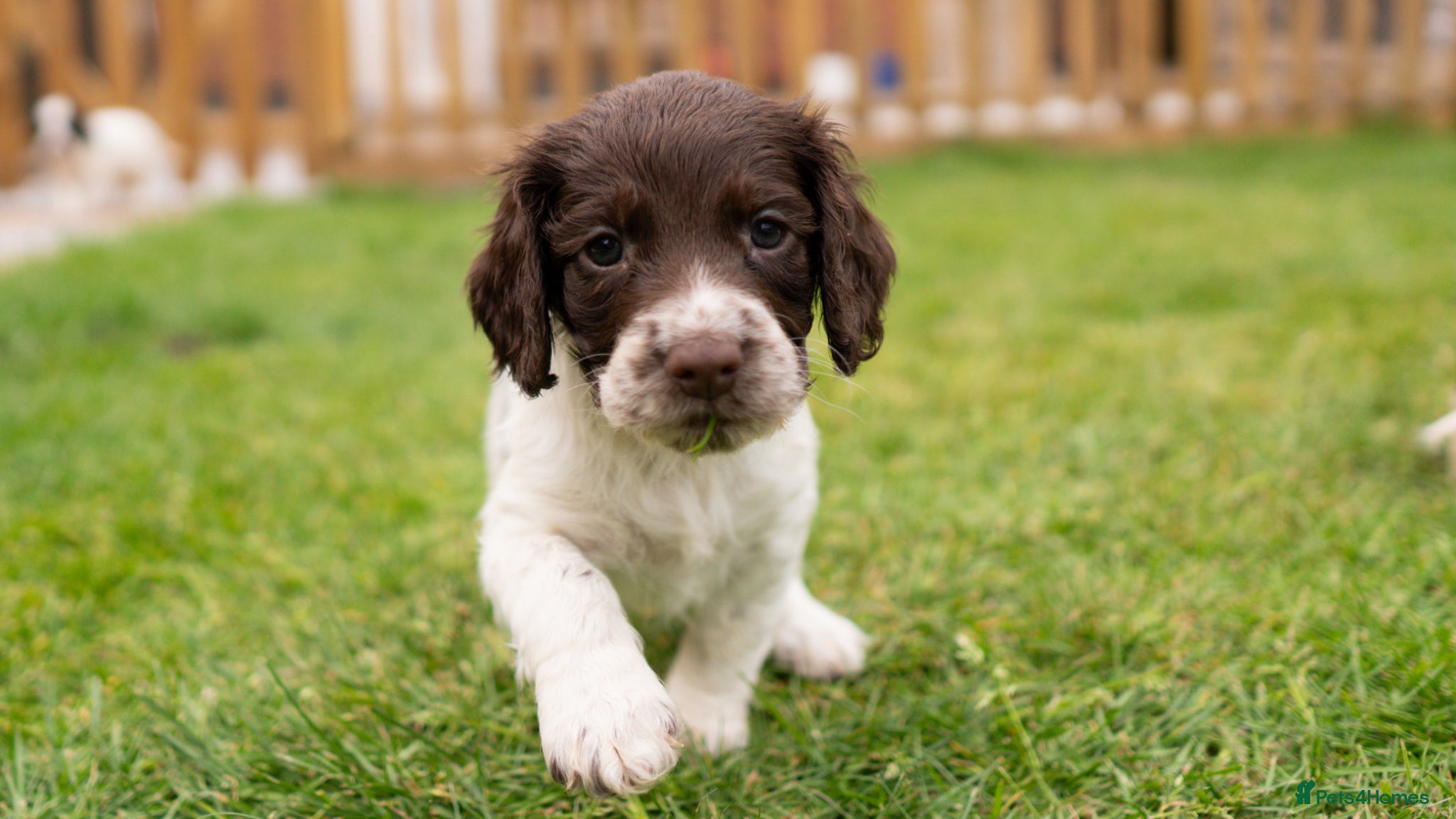 English Springer Spaniel dogs English springer spaniel pups for sale  - Advert 10