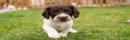 English Springer Spaniel dogs for sale: English springer spaniel pups for sale  - Advert 1