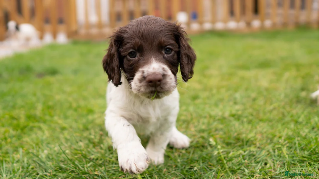English Springer Spaniel dogs for sale: English springer spaniel pups for sale  - Advert 1