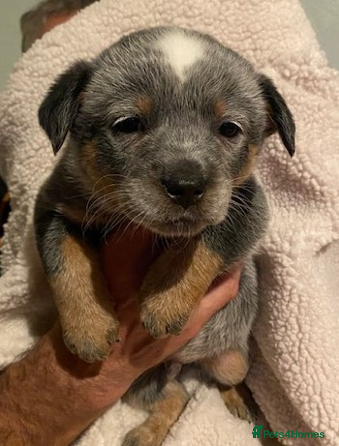 Australian Cattle Dog dogs for sale: Australian Cattle Dog Puppies - Advert 7