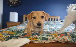 Mixed Breed dogs for sale: Parson Russell Cross Puppies  - Image 5