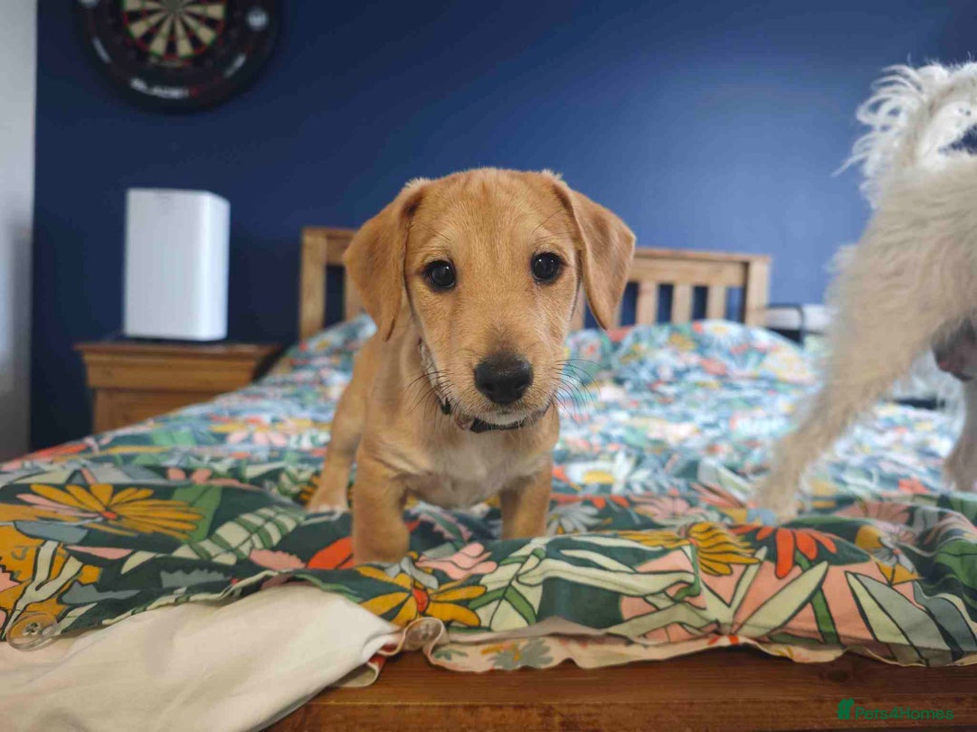 Mixed Breed dogs for sale: Parson Russell Cross Puppies  - Image 5