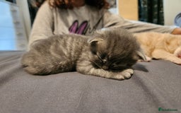 British Longhair cats for sale: British longhair mix kittens 😸  in Bristol - Image 10