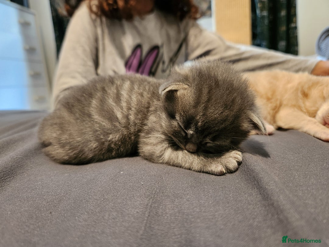 British Longhair cats for sale: British longhair mix kittens 😸  in Bristol - Image 10