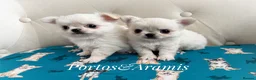 Chihuahua dogs for sale: KC quality chihuahua puppies LC Show line  - Advert 8