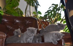 British Shorthair cats for sale: BSH Blue kittens, 3xgirls 3xboys - Image 18