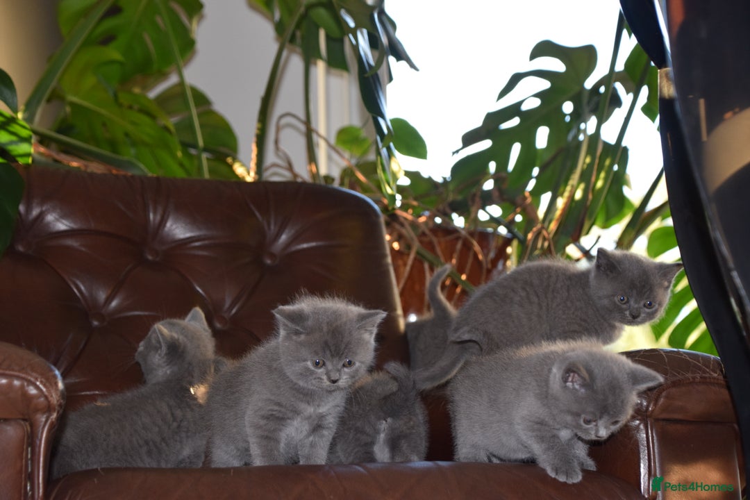 British Shorthair cats for sale: BSH Blue kittens, 3xgirls 3xboys - Image 18