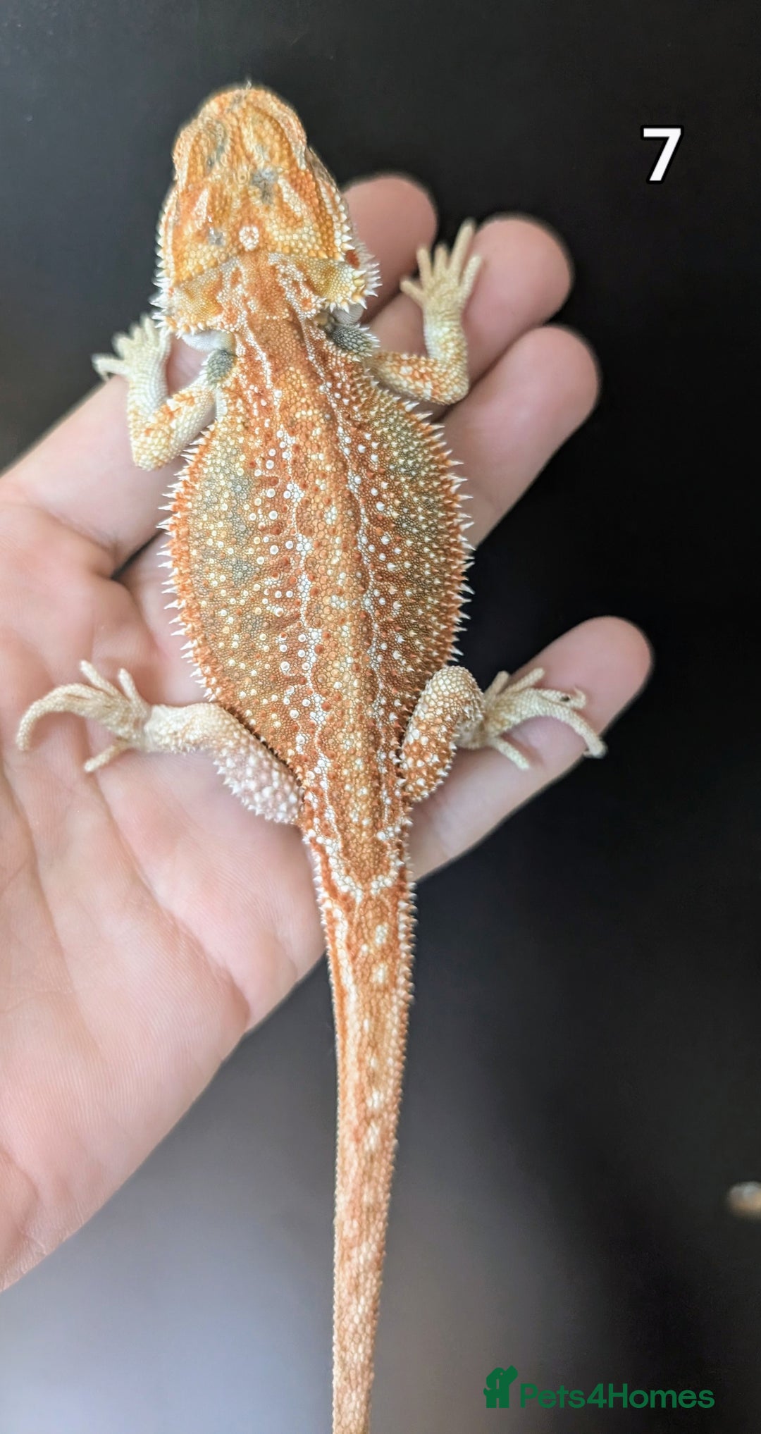 Bearded Dragon reptiles for sale: Female bearded dragons. Last few left - Image 11