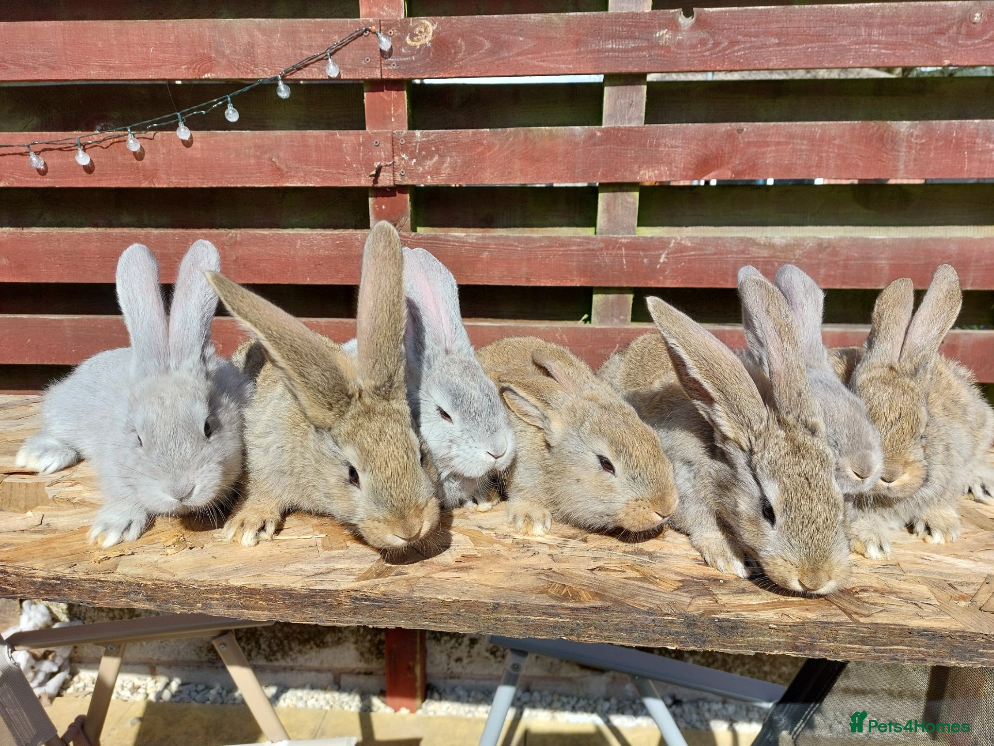 Continental Giant rabbits Continental giant rabbits babies kits - Advert 1