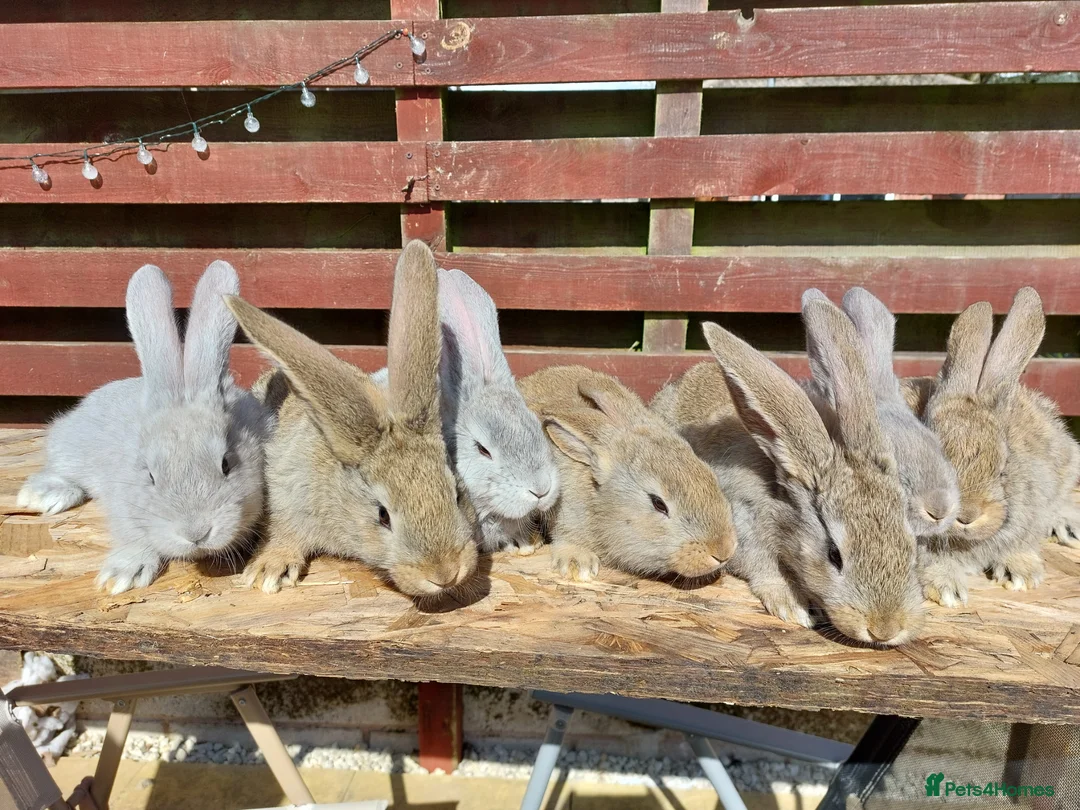 Continental Giant rabbits for sale: Continental giant rabbits babies kits - Advert 1