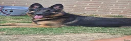 German Shepherd dogs for sale: German shepard  - Advert 4