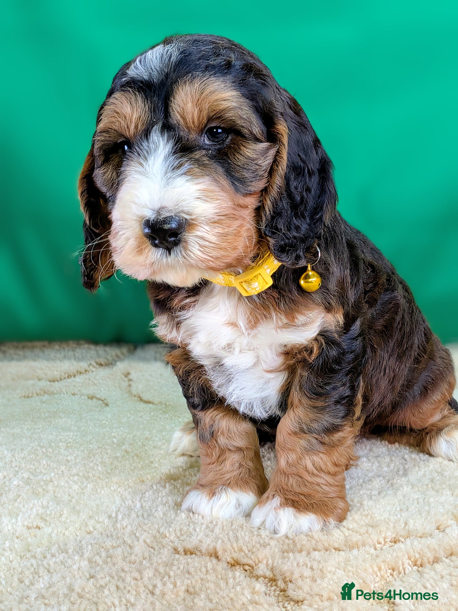 Cockapoo dogs Your Next Furry Family Member Awaits!  - Advert 1