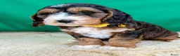 Cockapoo dogs for sale: Your Next Furry Family Member Awaits!  - Advert 6