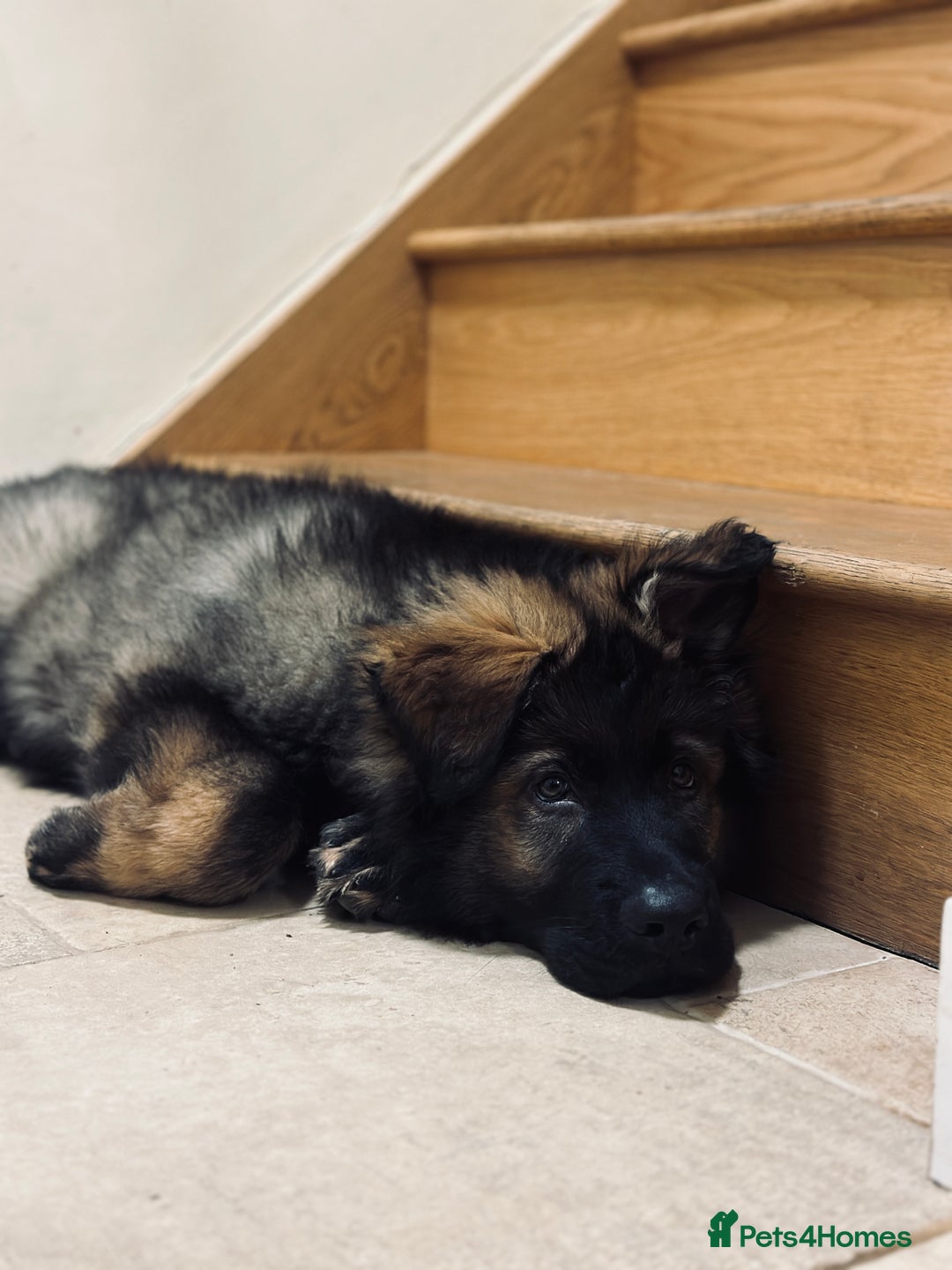 German Shepherd dogs for sale: German shepherd pup  - Advert 2