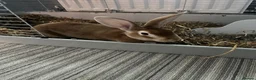 Rex rabbits for sale: Rex rabbit brother and sister available - Advert 5