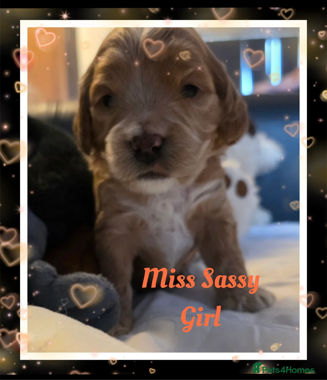 Cockapoo dogs for sale: Adorable Cockerpoo Teddy Bears - Advert 4