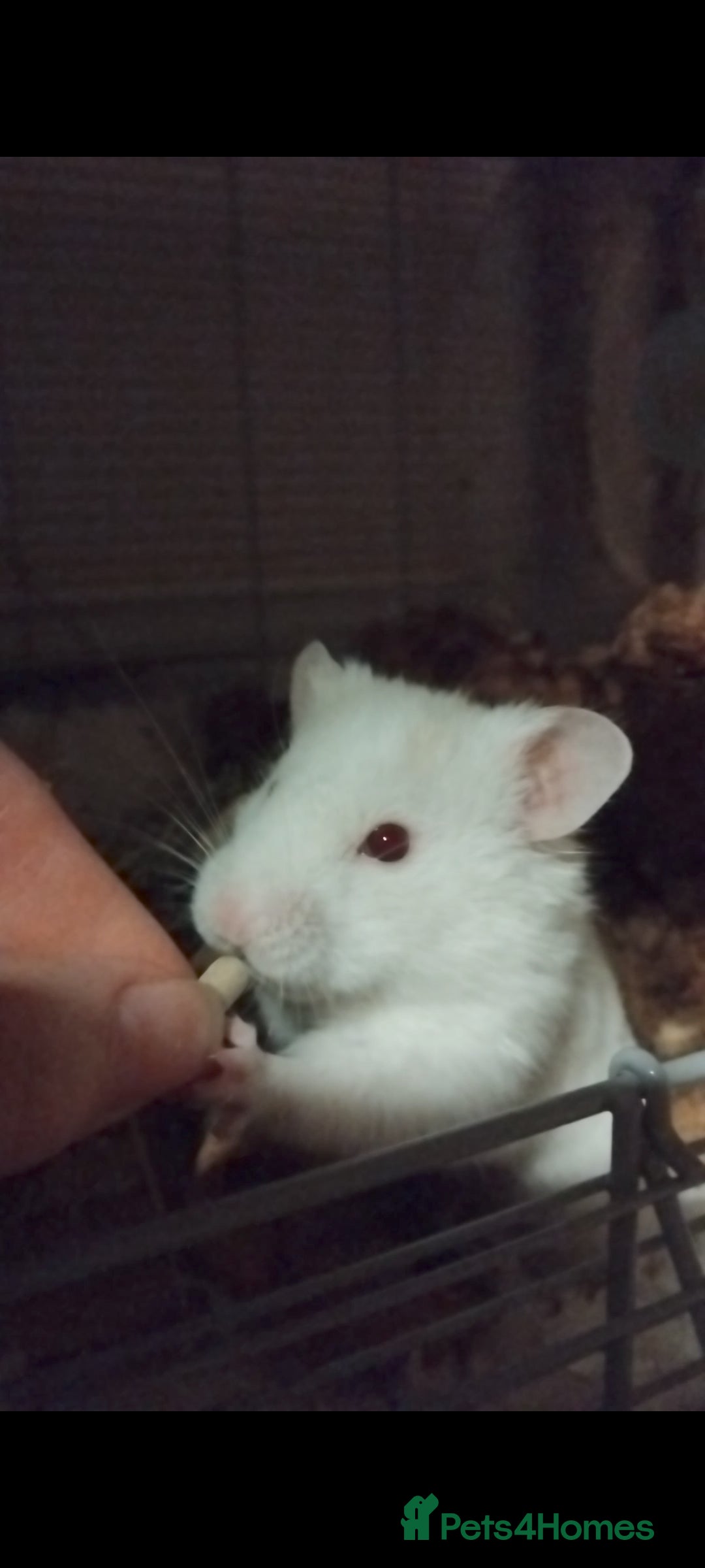 Hamster rodents for sale: 🐹 Male Syrian hamster available for adoption 🐹 - Advert 2