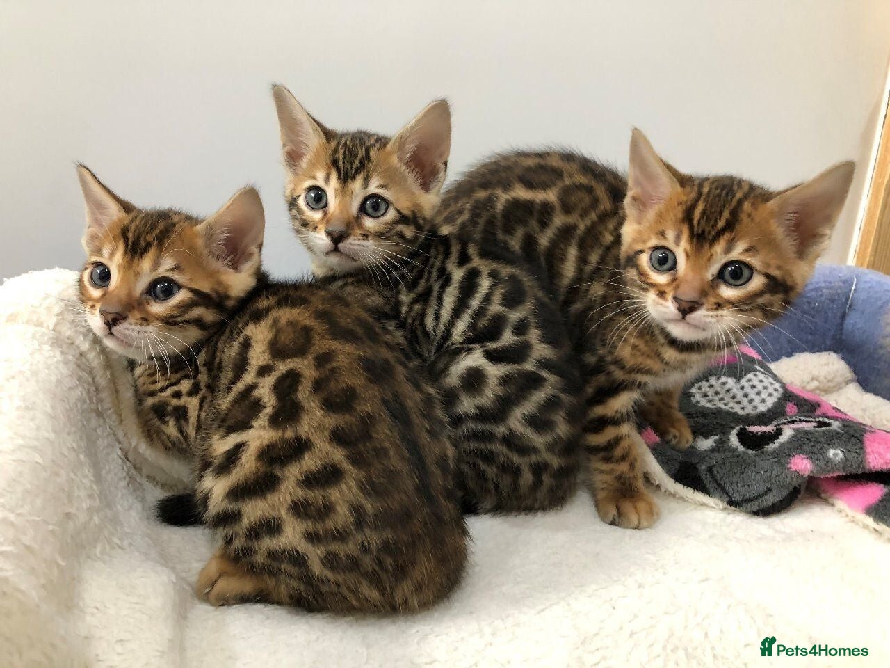 Bengal cats 4 beautiful kittens 🐾 - Advert 9