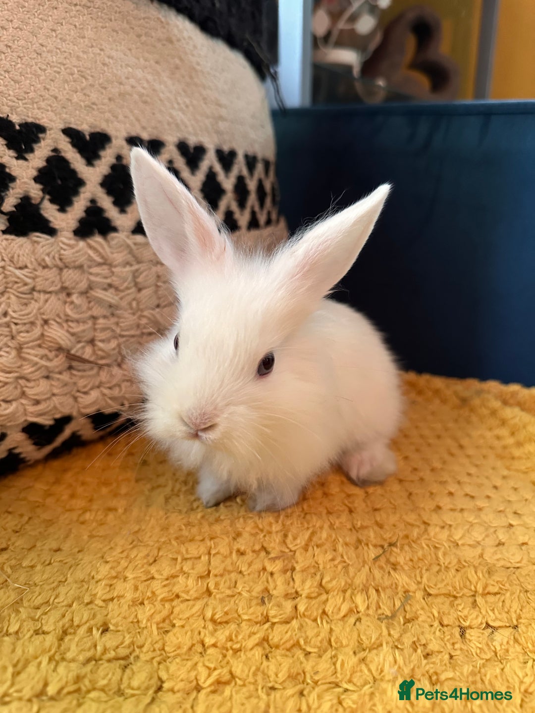Lionhead rabbits for sale: Lionhead Babies for Sale  - Image 15