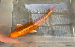 Koi Carp fish for sale: 💥QUALITY KOI CARP COLOURFUL NICE SELECTION💥 - Image 10