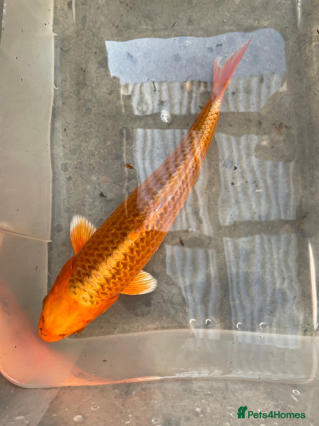 Koi Carp fish for sale: 💥QUALITY KOI CARP COLOURFUL NICE SELECTION💥 - Image 10