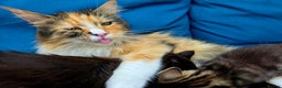 Mixed Breed cats for sale: Mixed Female Maine Coons For Sale - Advert 2