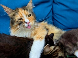 Mixed Breed cats - Advert 6