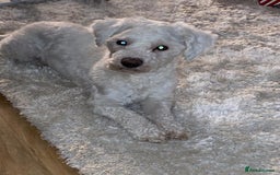 Bichon Frise dogs for sale: Bichon frise 4 year old male stud for sale - Image 2