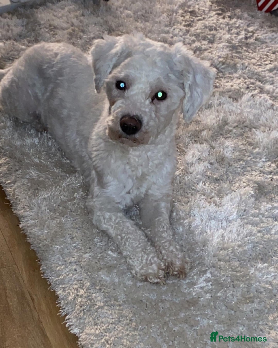 Bichon Frise dogs for sale: Bichon frise 4 year old male stud for sale - Image 2