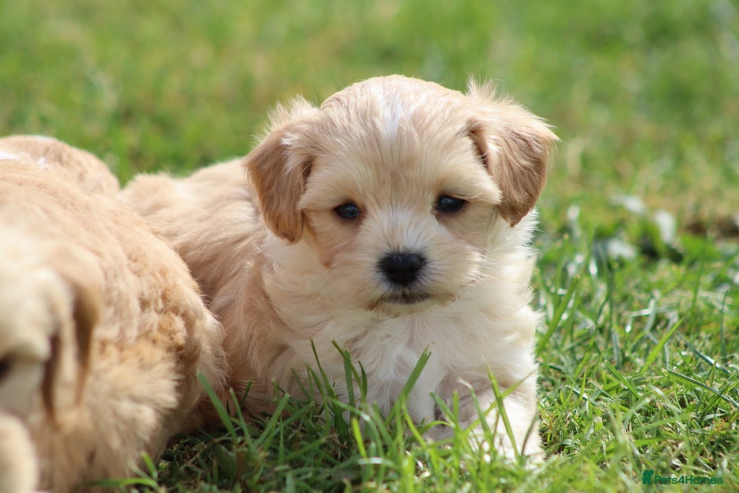 Cavapoochon dogs for sale: Beautiful Cavapoochon puppies for sale - Image 21