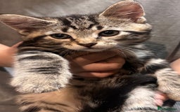 Mixed Breed cats for sale: Beautiful mixed breed kittens  - Image 8