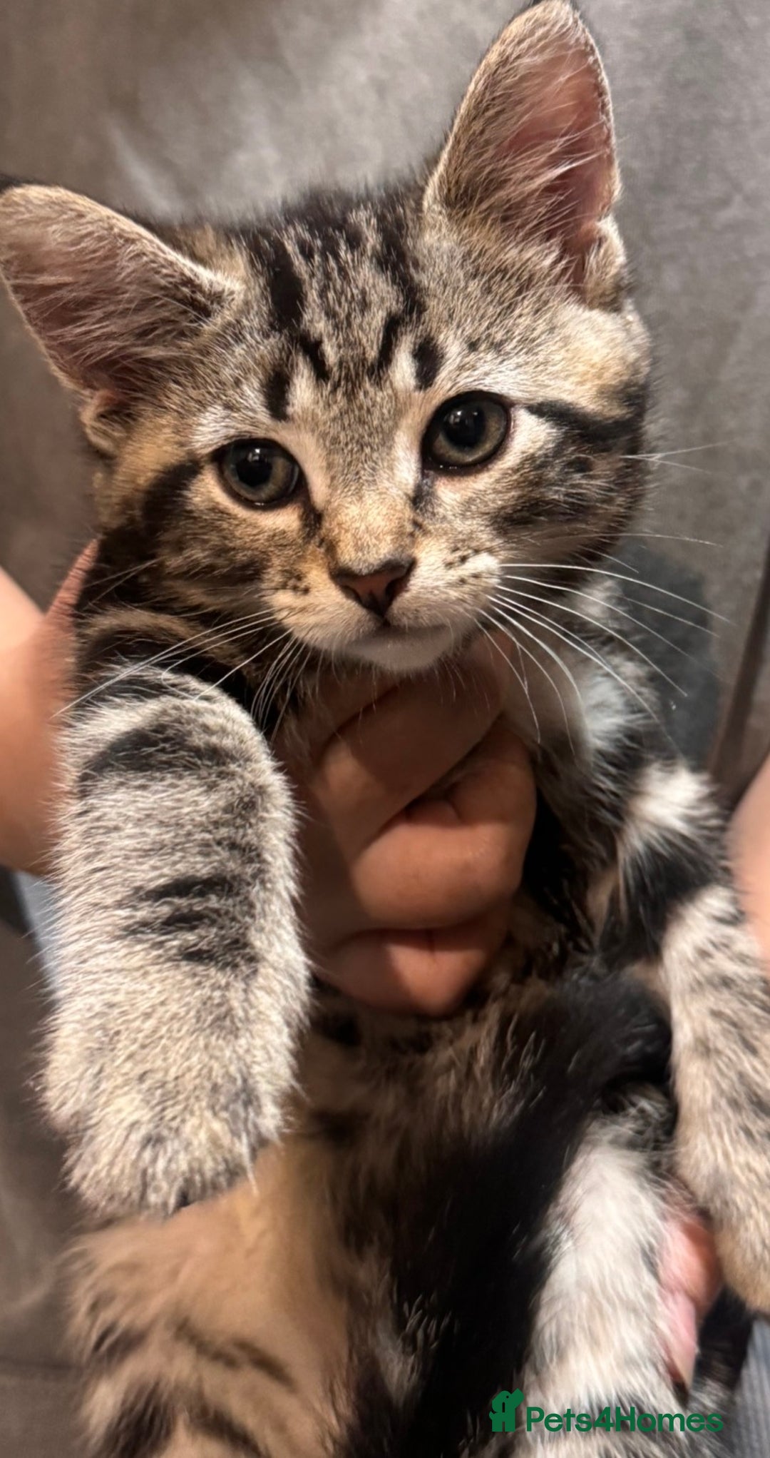 Mixed Breed cats for sale: Beautiful mixed breed kittens  - Image 8