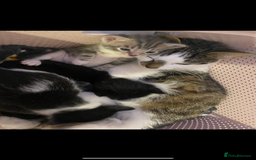 Mixed Breed cats for sale: Black & white kitten  - Image 2