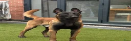 Mixed Breed dogs for sale: Border collie x Belgian Malinois  in Derby - Advert 3