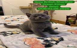British Shorthair cats for sale: My 5 soft and fluffy BSH kitten looking a new home - Image 5