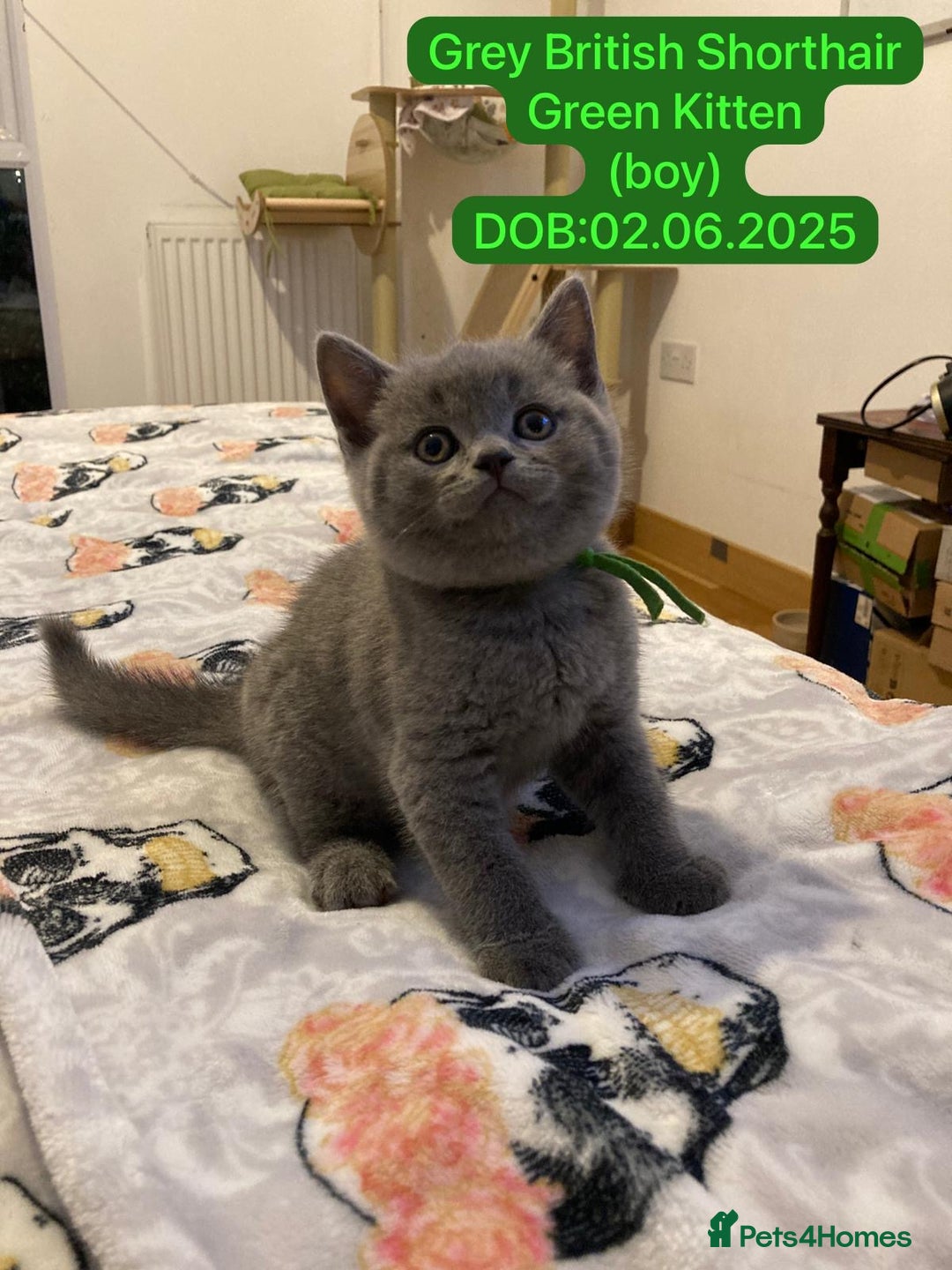 British Shorthair cats for sale: My 5 soft and fluffy BSH kitten looking a new home - Image 5