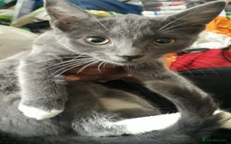 American Wirehair cats for sale: 3 kittens for Sale - Image 4
