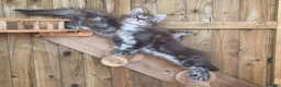 Maine Coon cats for sale: Pure Bred Maine Coon Kittens - Advert 13