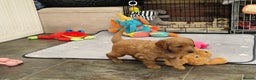 Mini Goldendoodle dogs for sale: Miniature F1 Goldendoodle puppies available - Advert 6