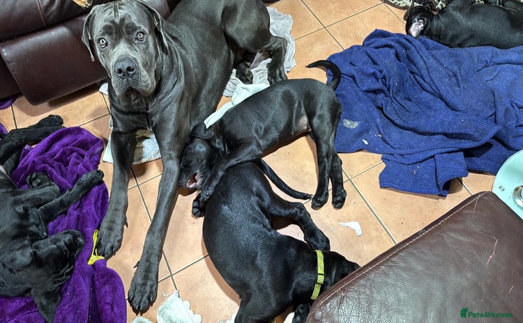 Mixed Breed dogs - Advert 1
